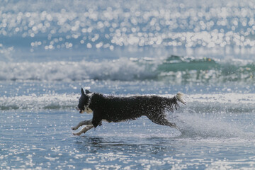 Black and white long haired dog frolicking and playing in surf