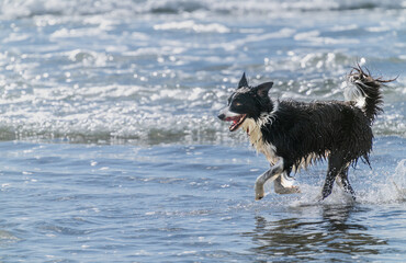 Black and white long haired dog frolicking and playing in surf