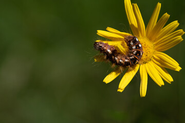 Close-up of a moth (Acronicta) caterpillar photographed from above, perched on a yellow flower. The background is green. There is space for text on the side. Bright spots can be seen.