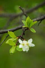 The blackthorn (lat. Prunus spinosa), of the family Rosaceae. Central Russia.
