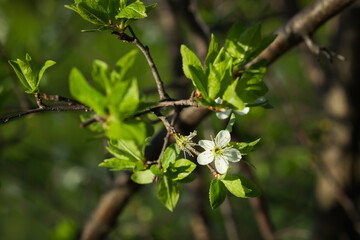 The blackthorn (lat. Prunus spinosa), of the family Rosaceae. Central Russia.