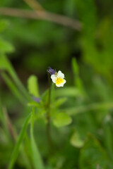 The field pansy (lat. Viola arvensis), of the family Violaceae. Central Russia.