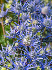Blue Hobbit, Sea Holly, Eryngium Planum flowers