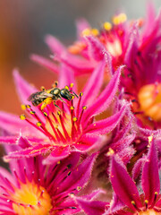 Bronze Furrow Bee, Halictus tumulorum on pink Mountain Houseleek flowers