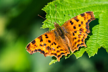 Comma, Polygonia c-album, Butterfly on green leaf