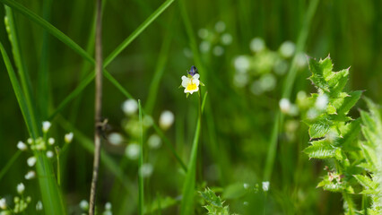 The field pansy (lat. Viola arvensis), of the family Violaceae. Central Russia.