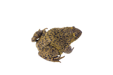 frog isolated on a white background. clipping path