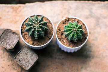 Fototapeta na wymiar Caring for cantus seedlings, cactus in a pot