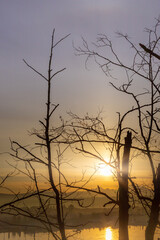 Fototapeta na wymiar Sunrise through trees