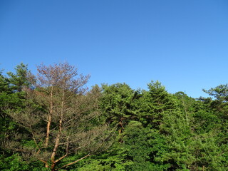夏の松林