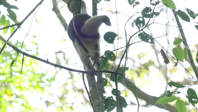 a lesser anteater, hanging down from a tree, scratches off biting termites or ants in the rainforest at corcovado national park of costa rica