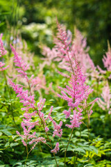 Astilbes, Astilbe, pink flowers