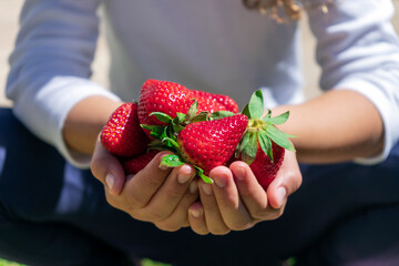 HANDS OF A GIRL HOLDING A HANDFUL OF STRAWBERRIES. VEGAN AND VEGETARIAN FOOD. ORGANIC PRODUCTS...