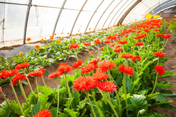 African chrysanthemum are in the greenhouse
