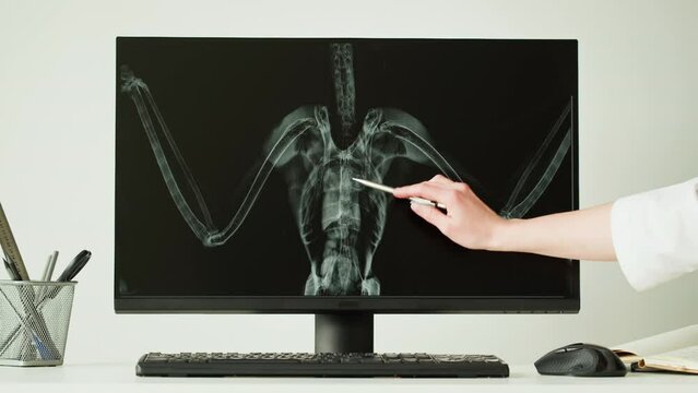 Doctor veterinarian examining bird skeleton roentgen on computer monitor. Woman vet analyzing animal, avian bones x-ray close-up. Healthcare and medicine concept.
