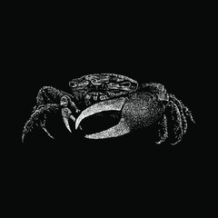 Fiddler Crab hand drawing vector illustration isolated on black background