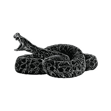 urutu snake hand drawing vector illustration isolated on background