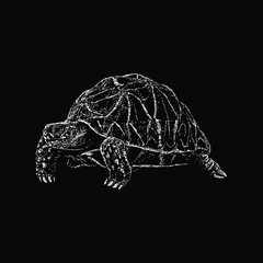 Indian Star Tortoise hand drawing vector illustration isolated on black background