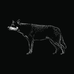 Lapponian Herder hand drawing vector illustration isolated on black background
