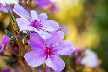 flowers, butterflies and mushrooms in the garden