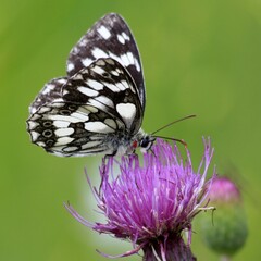 Schachbrettfalter