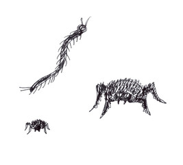 Illustration of hand drawn halloween spider and centipede isolated on white background