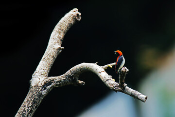 The Scarlet-backed Flowerpecker on a branch