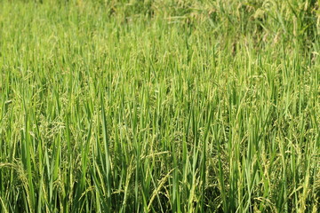 Obraz premium fertile young rice plants owned by farmers