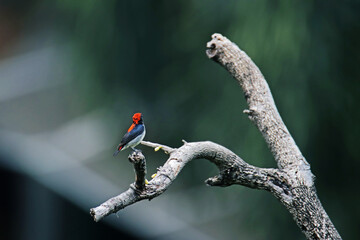 The Scarlet-backed Flowerpecker on a branch