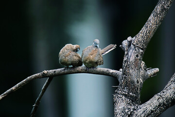 A zebra dove on a branch