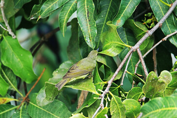 The Olive-backed sunbird on a branch