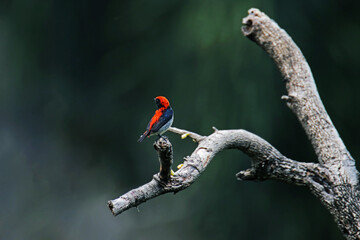 The Scarlet-backed Flowerpecker on a branch