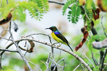 Fototapeta premium The Brown-throated sunbird on a branch