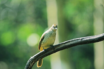 The Streak-eared Bulbul on abranch