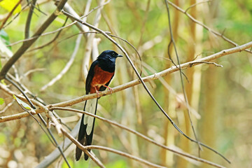 The White-rumped Shama on a branch