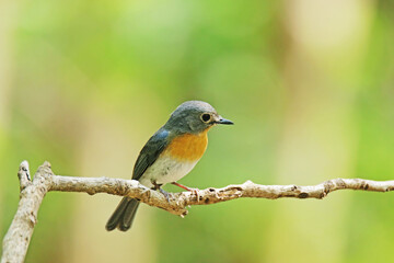 The Tickell's Blue Flycatcher on a branch