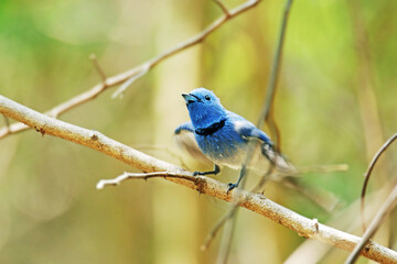 The Black-naped Monarch on a branch