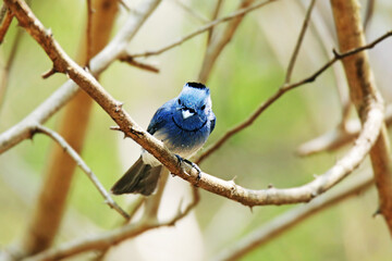 The Black-naped Monarch on a branch