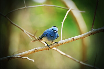 The Black-naped Monarch on a branch