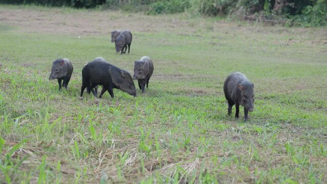 a herd of collared peccary approach at dusk across a clearing at corcovado national park of costa rica