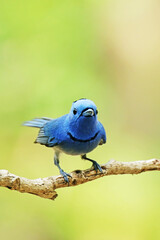 The Black-naped Monarch on a branch