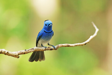 The Black-naped Monarch on a branch