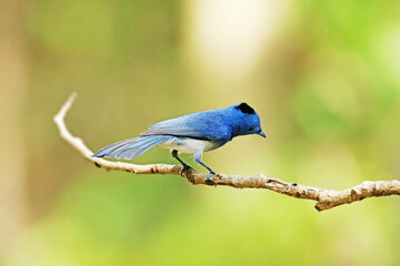 The Black-naped Monarch on a branch