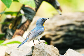 The Tickell's Blue Flycatcher on a branch