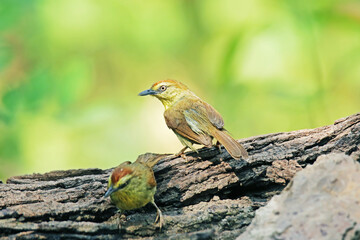 The Pin-striped Tit-Babbler on a branch