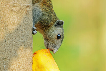 A chipmunk on a branch