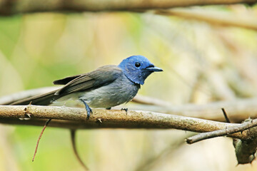 The Black-naped Monarch on a branch