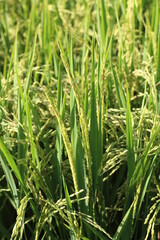 fertile young rice plants owned by farmers