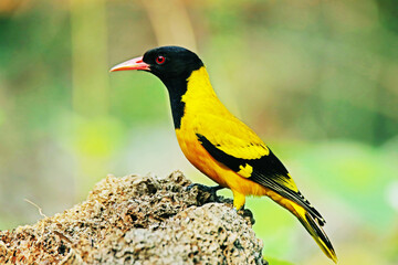 Fototapeta premium The Black-hooded Oriole on ground
