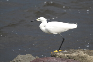 美しい姿のコサギ